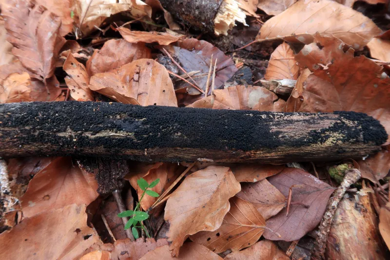 Bertia moriformis 1 - IMG_8270